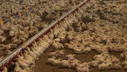 Het bedrijf in Menen mag in totaal uitbreiden tot een capaciteit van zowat 295.000 slachtkippen.