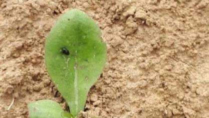 Aardvlooien kunnen schade veroorzaken in cichoreivelden.