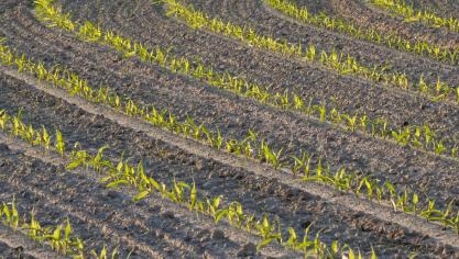 Planten kunnen via specifieke moleculaire sensoren temperatuursveranderingen waarnemen.