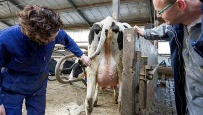 DGZ lanceert in samenwerking met ARSIA de FarmFit app, dé onmisbare applicatie voor dierenartsen en veehouders.