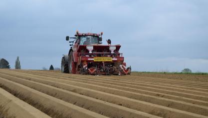 Voor het eerst sinds lang daalt het uitgeplant areaal  aardappelen.