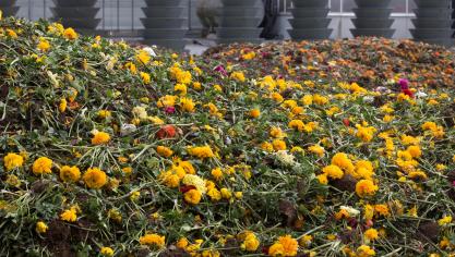 Door de coronapandemie moesten heel wat siertelers hun bloemen wegdoen. Aan de zwaar getroffen sector werd ruim 10 miljoen euro Vlaamse steun uitbetaald.