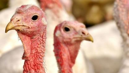 Bij het kalkoenbedrijf gaat het om zo'n 13.000 dieren.