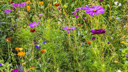 Vlaamse landbouwers leveren al heel wat inspanningen op het vlak van biodiversiteit, onder meer door de aanleg van bloemenweides.