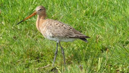 De grutto, een trekvogel gebonden aan landbouwgebied, is een zeldzaamheid geworden door het verlies van leefgebied in Vlaanderen.