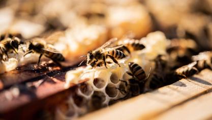 Bijen kunnen enkel op zoek gaan naar nectar als aan alle voorwaarden is voldaan: voldoende bloei, de afwezigheid van wind, veel zonlicht… “Net zoals in de landbouw moeten de sterren goed staan, als men wil dat alles goed gaat.