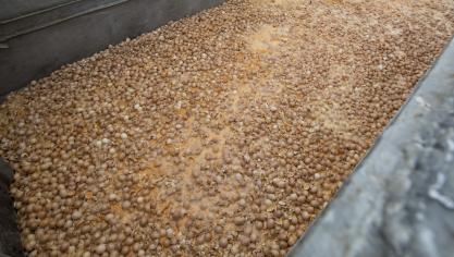 De gevolgen waren desastreus: honderden pluimveebedrijven in België en Nederland werden in de zomer van 2017 geblokkeerd, nadat in kippeneieren fipronil was aangetroffen. De eieren werden allemaal vernietigd.