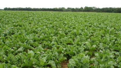 Bij lage prijzen komen zowel de bietentelers als de suikerproducenten onder druk en komen ook de marges in de sector onder druk , antwoordt Vlaams landbouwminister Hilde Crevits.