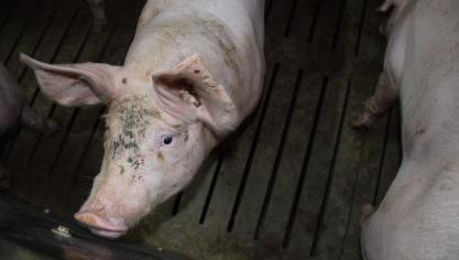 In Nederland mogen vanaf 2023 mogelijk geen dieren meer in een hok gehouden worden.