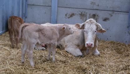 Elk pasgeboren kalf wordt binnen de 7 dagen na geboorte onderzocht op aanwezigheid van het BVD-virus.