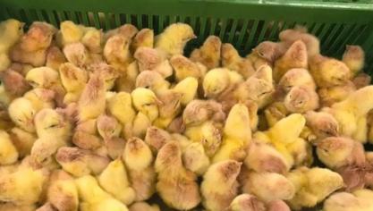 Slechts 15% van de kippen in België wordt gevaccineerd tegen coccidiose. Deze kuikens waren bij de gelukkigen.