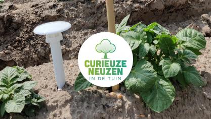 Voor de landbouwgebieden focust CurieuzeNeuzen in de Tuin op de aardappelteelt.