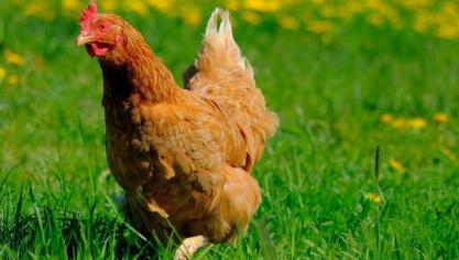 Wie pluimvee of andere vogels houdt, moet die in een zone rond de haard binnen voederen en drinken geven om contact met wilde vogels te beperken.