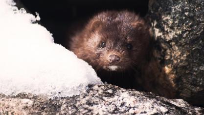 mink-1394881_1920