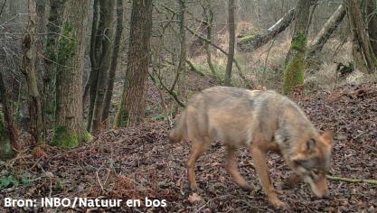 Afgelopen weekend zijn 4 nieuwe welpen van wolvin Noëlla gesignaleerd, zo melden het Instituut voor Natuur- en Bosonderzoek (INBO) en het Agentschap Natuur en Bos (ANB).