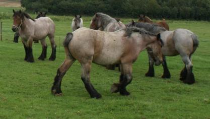 Het Brabants trekpaard. Springlevend icoon heeft gekregen, bundelt voorbeelden van hoe trekpaarden in Vlaams-Brabant worden ingezet.