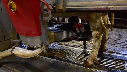 Van de 155 melkveebedrijven die een nieuwe installatie hebben opgestart, kiest twee derde van de melkveehouders voor AMS (melkrobot) bij nieuwbouw.