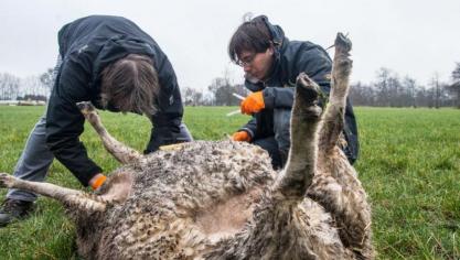 Wetenschappers van het instituut voor Natuur- en bosonderzoek (INBO) nemen DNA-stalen op het dode schaap.