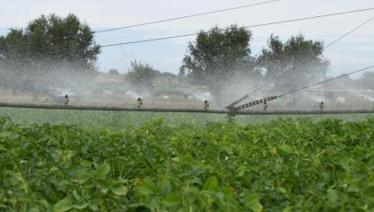 De droogte zal onder meer een invloed hebben op de aardappeloogst. Het is onduidelijk wat die echter precies zal zijn.