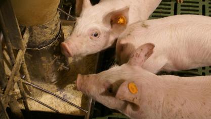 Een goede waterkwaliteit is van groot belang voor de gezondheid en prestaties van de dieren op je bedrijf.