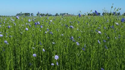 Vlas legt als teelt weinig druk op de omgeving, omdat het weinig bemesting vraagt en een positieve invloed heeft op de volgteelten en de biodiversiteit. Vlas gedijt het best op vruchtbare gronden en kan maar om de 6 tot 8 jaar op hetzelfde perceel geteeld worden.