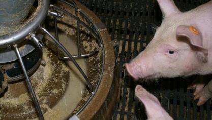 Het gebruik van colestine, een antibioticum gebruikt als laatste redmiddel bij multiresisente infectie bij mensen, toont een continue afname in de diergeneeskunde. Sinds 2012 is er een reductie in gebruik met 71,3%.