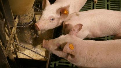 Door recente innovaties en de beschikbaarheid van individuele, synthetische aminozuren is het mogelijk om stapsgewijs het ruw eiwitgehalte in pluimvee- en varkensvoeders te verminderen.