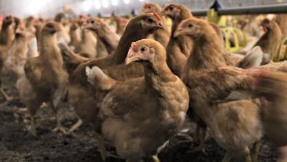 De consument en de supermarkten bepalen voor een heel groot deel hoe we ons vlees kweken.