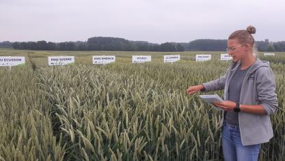 Annelien Van Gorp, Technical Manager Zaden, gaf toelichting bij nieuwe en bekende graanvariëteiten.