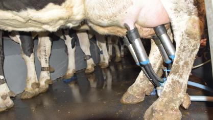 Dankzij een betere productie en efficiëntie daalde de koolstofvoetafdruk per l melk de voorbije 20 jaar met 30%.