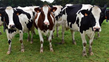 Ook de biologische melkveehouderij verlangt meer steun.