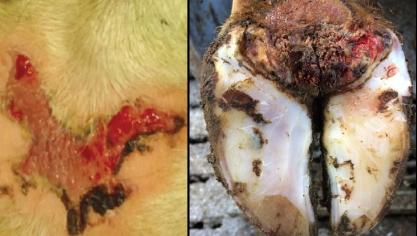 Een macroscopische vergelijking van ulceratieve mammaire dermatitis (links) en de ziekte van Mortellaro. Beide aandoeningen worden gekenmerkt door de karakteristieke exsudatieve, pijnlijke open letsels.