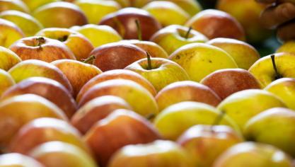 Optiflux gaat het zuurstofniveau zo regelen dat het fruit in een soort coma belandt. Dat moet de houdbaarheidsduur met 3 maanden verlengen.