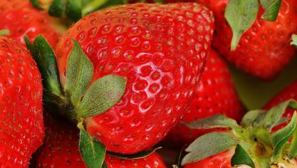 De tuinbouwindex is met 11,7% gestegen dankzij de stijging van de indexcijfers van fruit en niet-eetbare tuinbouwproducten (bloemen en planten).