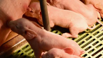 ABS-varkenshouders voelen zich de klos:  Afnemers van onze varkens maken hoge winsten, onze boeren zijn kapot. Zowel financieel als mentaal.