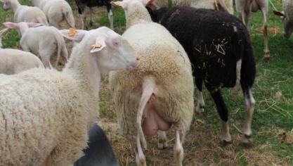 Onder meer het Belgisch melkschaap is volgens het FAO kritisch bedreigd.