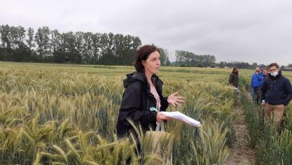 In triticale liggen er niet enkel rassenproeven aan, maar wordt ook eigen veredelingswerk verricht.