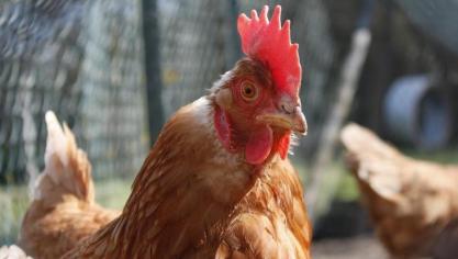 In de bufferzone (500 meter) rond de haard moeten houders van pluimvee onder andere hun dieren binnen houden om contact met wilde vogels te vermijden.