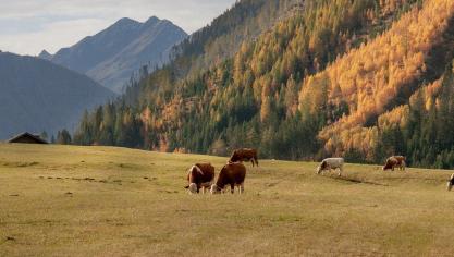 Oostenrijk heeft vandaag een biologische productie van meer dan 25%.