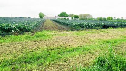 In Vlaanderen is het biologisch landbouwareaal 1,4% groot. Europa zet een ambitieuze doelstelling met 25% voorop. Dat streefdoel is niet voor elke lidstaat.