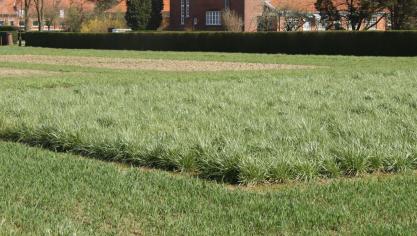 Rietzwenkgras is goed bestand tegen droogte én wateroverlast.