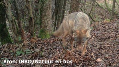 Als dezelfde wolf opnieuw een rund doodt, komen er maatregelen.