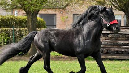 De hengst Voltaire Fantilhou van Johan De Smet uit  Ellezelles beschikt over uitzonderlijke bewegingen.