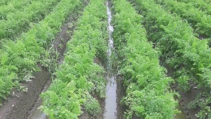 Het is opletten met teelten die overstromingswater zware schade hebben opgelopen.