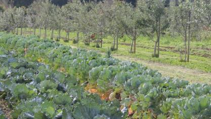 Nieuwe inschrijvingen voor aanplantsubsidie van boslandbouwsystemen zijn vanaf nu mogelijk.