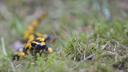 Volgens Natuurpunt verontreinigde de landbouw amfibiepoelen in de Zwalmstreek.