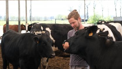 De Angusvaarzen die droog staan lopen tussen het melkvee.