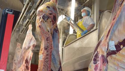 Met de steamvac kan men eventuele restbacteriën van het karkas verwijderen.