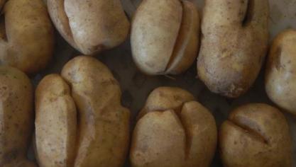 Veel neerslag op korte tijd – vaak in combinatie met veel stikstof – heeft de aardappelknollen doen scheuren.