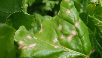 Controleer nu op aanwezigheid van cercospora. Bespuit enkel als de drempel werd bereikt.